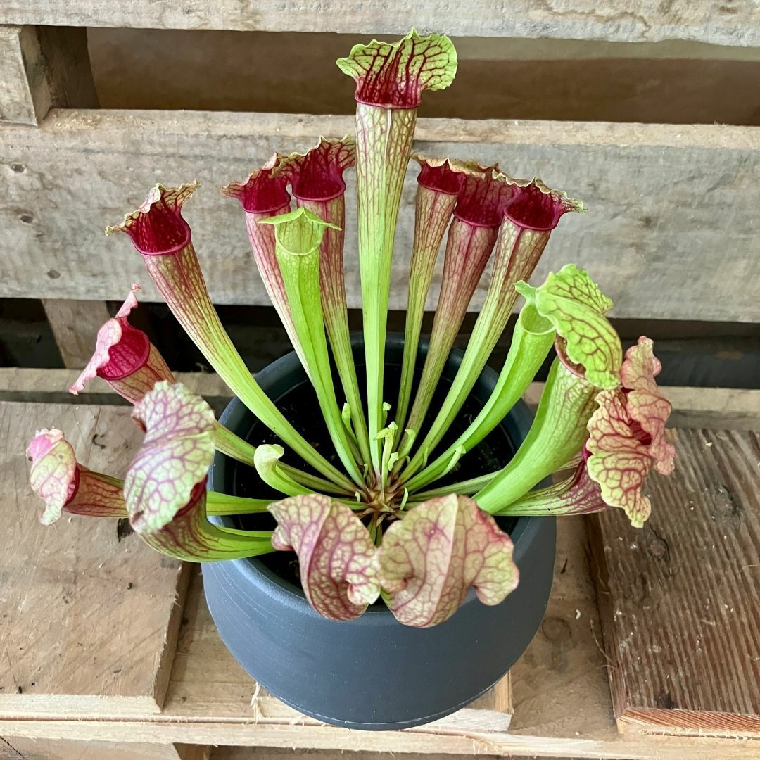 観葉植物現品販売