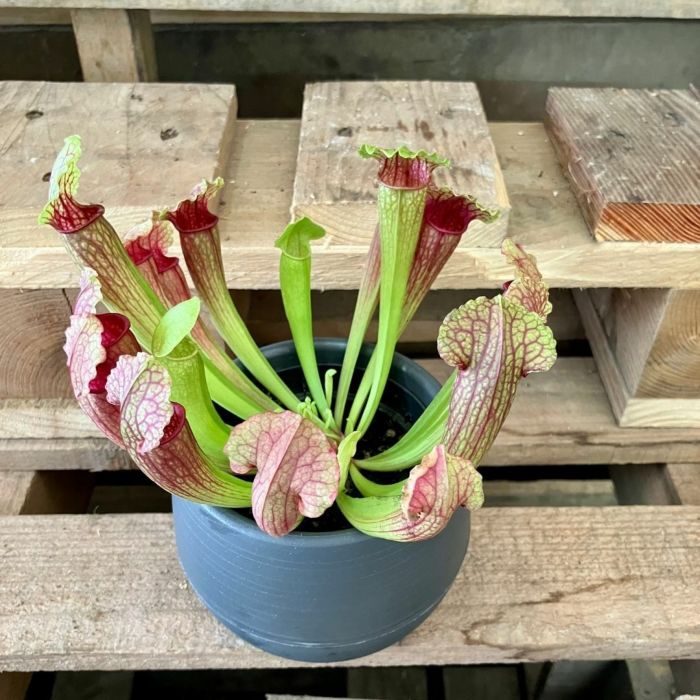 観葉植物現品販売