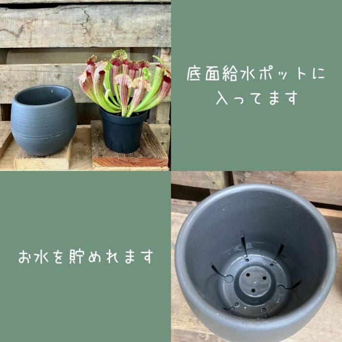 観葉植物現品販売