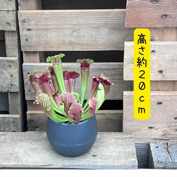 観葉植物現品販売