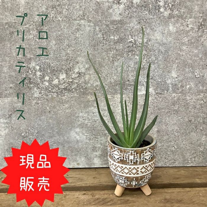 観葉植物現品販売