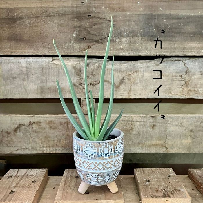 観葉植物現品販売