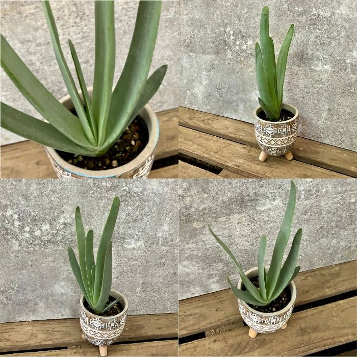 観葉植物現品販売