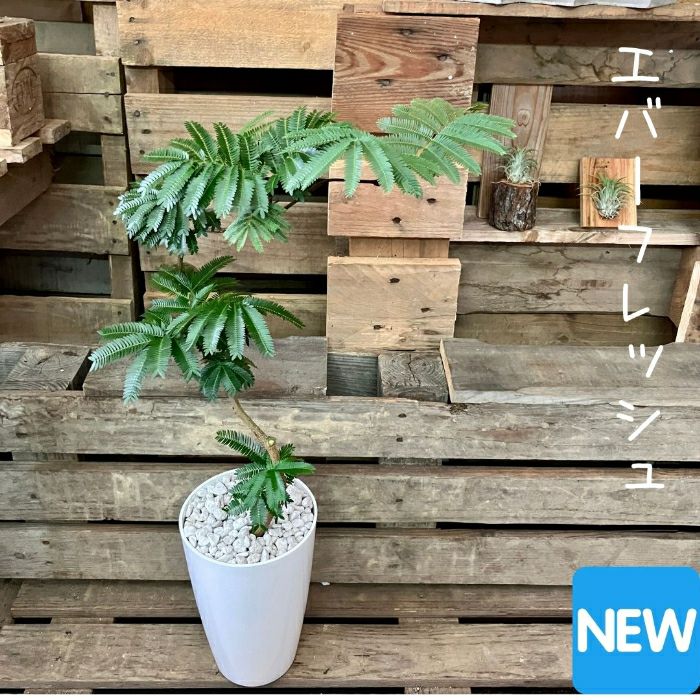 観葉植物現品販売