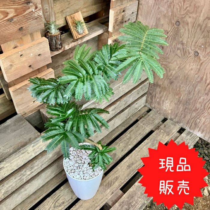 観葉植物現品販売