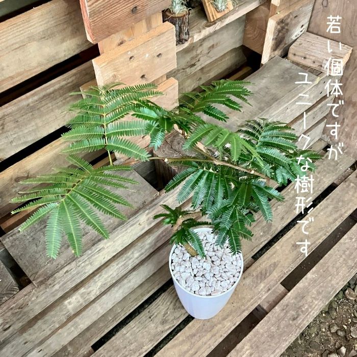 観葉植物現品販売