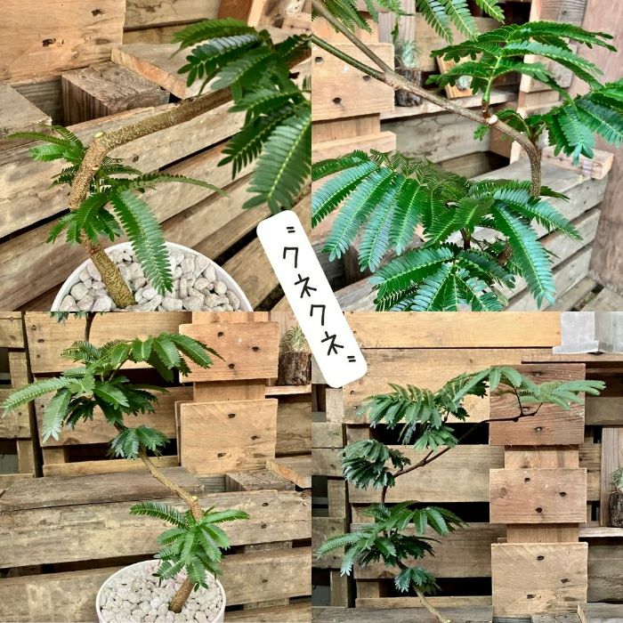 観葉植物現品販売