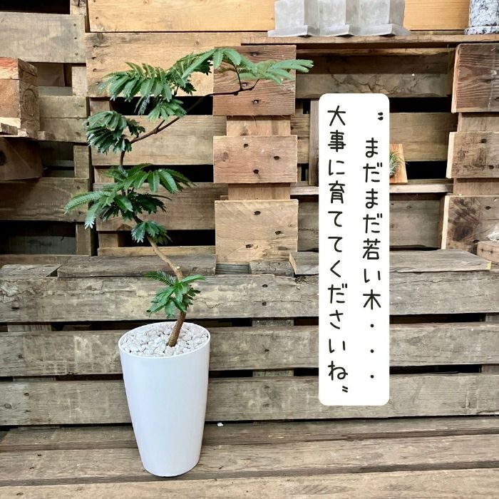 観葉植物現品販売