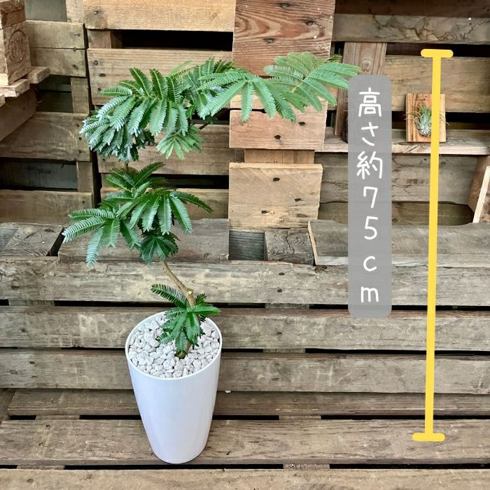 観葉植物現品販売