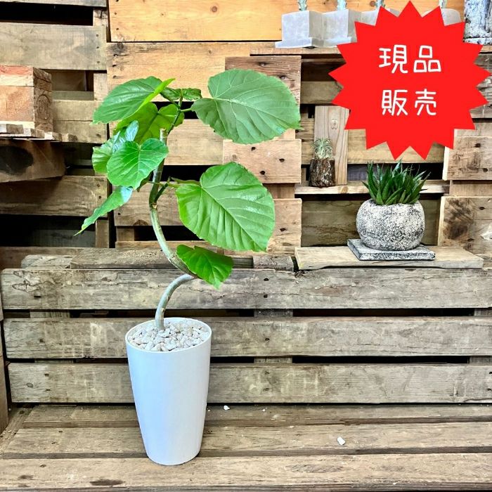 観葉植物現品販売