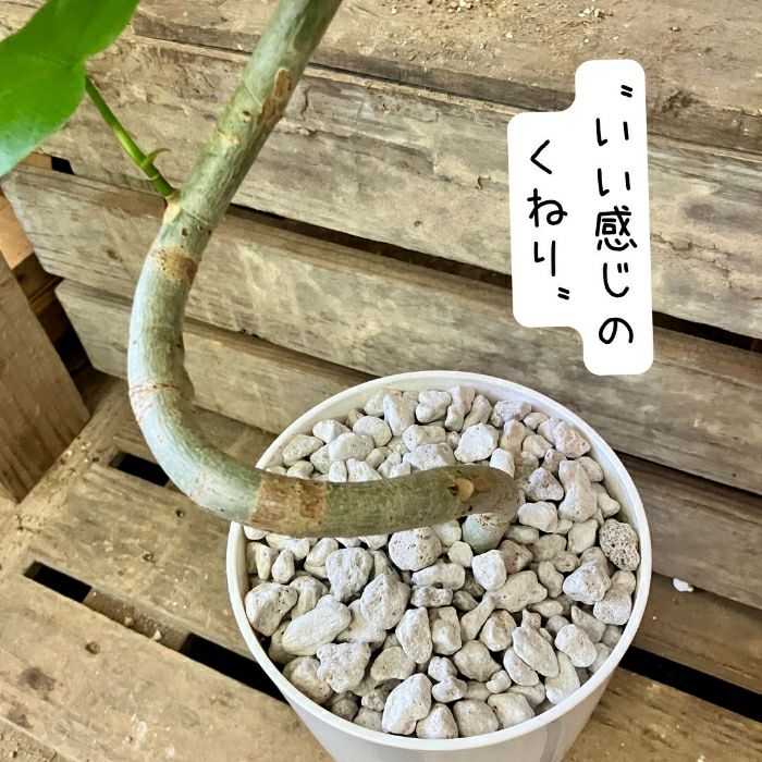 観葉植物現品販売