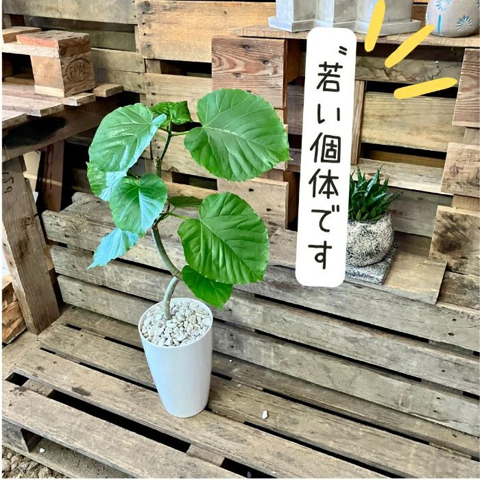 観葉植物現品販売