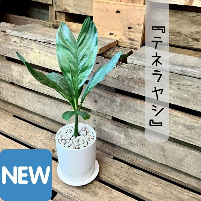 観葉植物現品販売