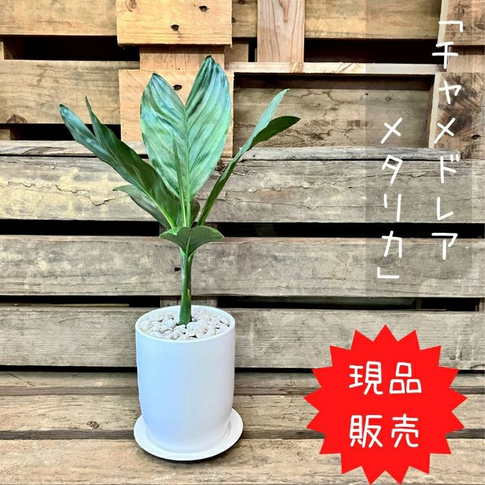 観葉植物現品販売