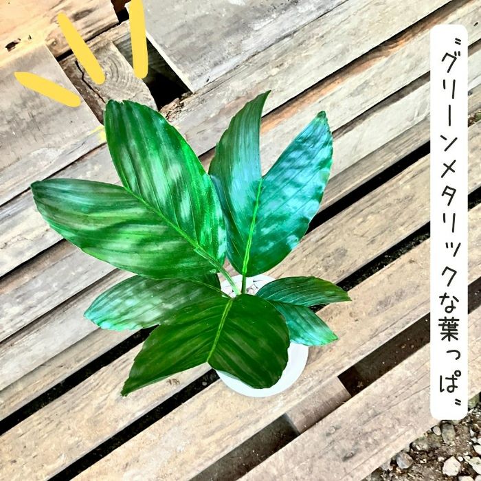観葉植物現品販売