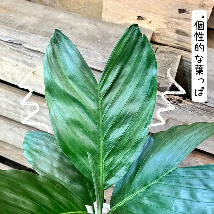 観葉植物現品販売