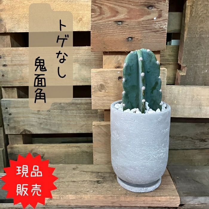 観葉植物現品販売