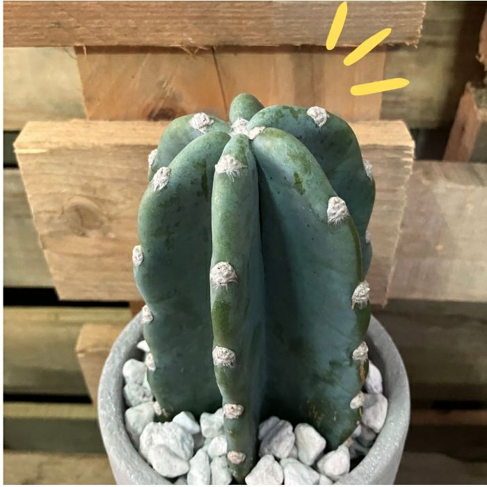 観葉植物現品販売