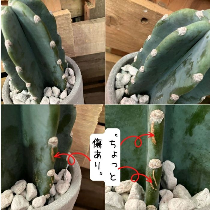 観葉植物現品販売