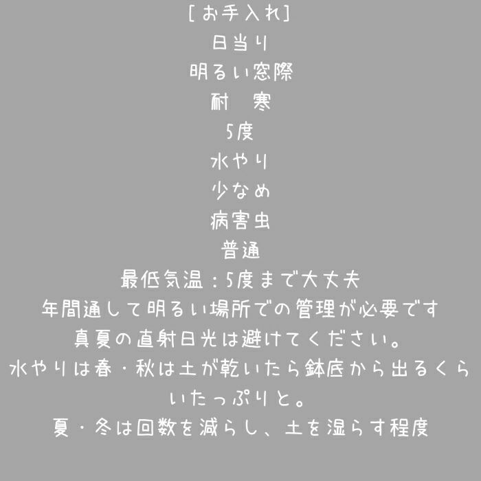 観葉植物現品販売