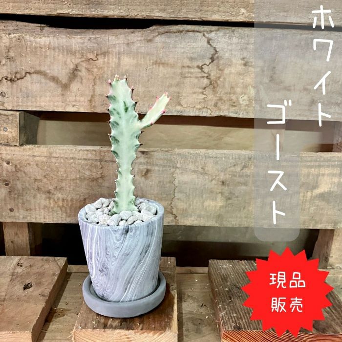 観葉植物現品販売