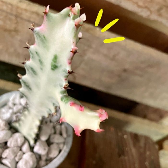 観葉植物現品販売