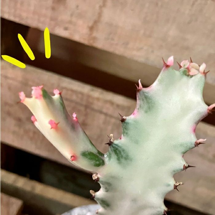 観葉植物現品販売