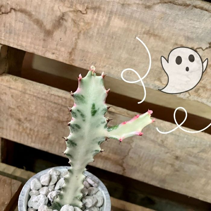 観葉植物現品販売