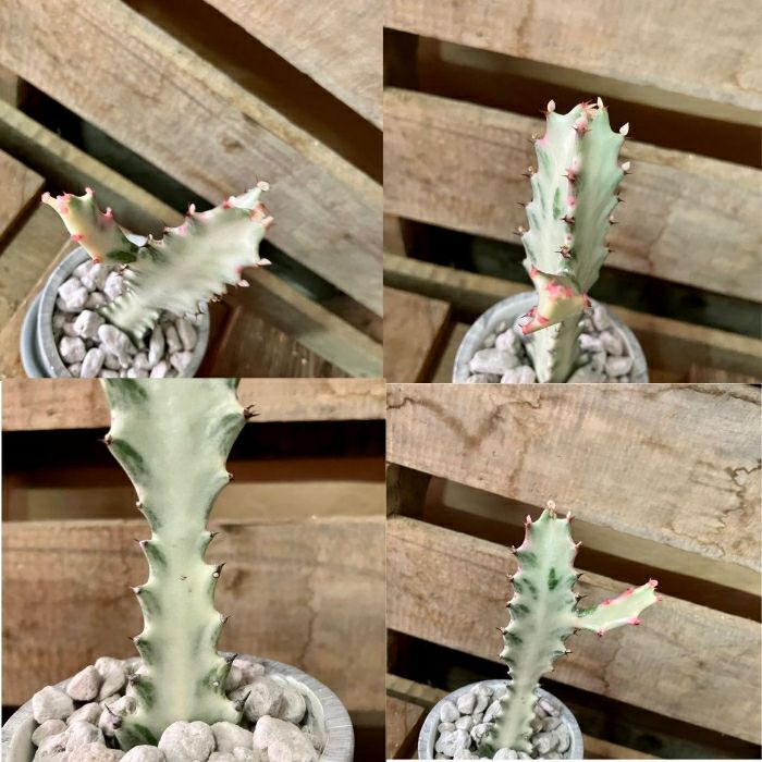 観葉植物現品販売