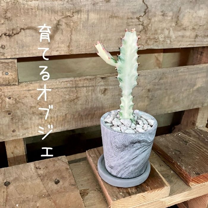 観葉植物現品販売