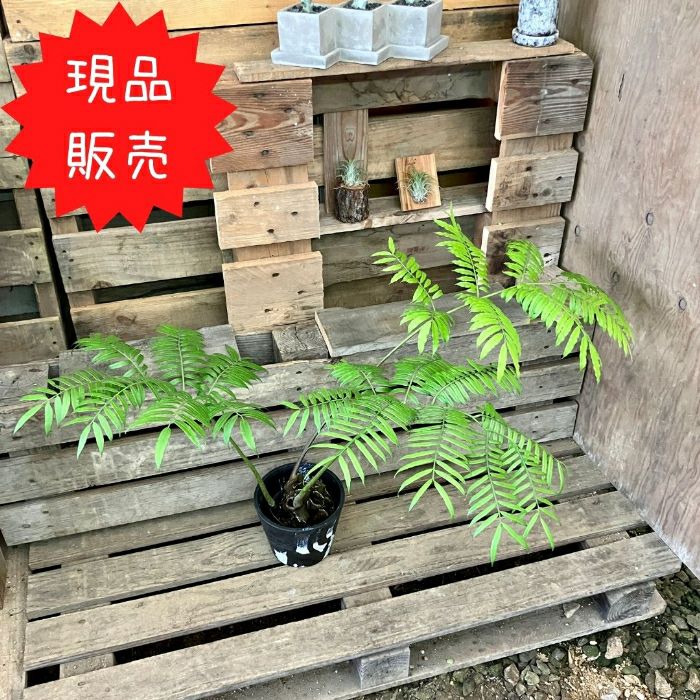 観葉植物現品販売
