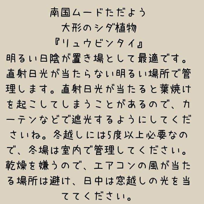 観葉植物現品販売