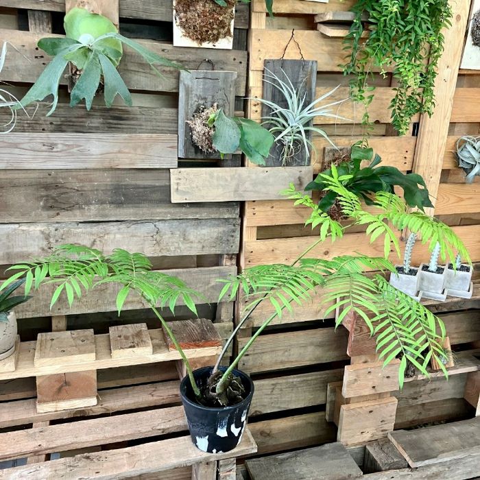 観葉植物現品販売