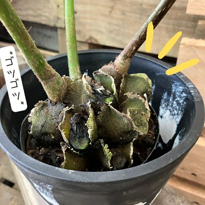 観葉植物現品販売