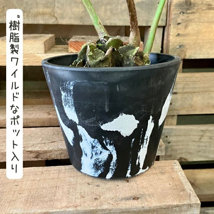 観葉植物現品販売