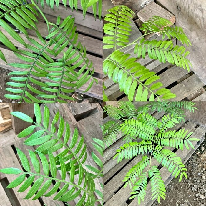 観葉植物現品販売