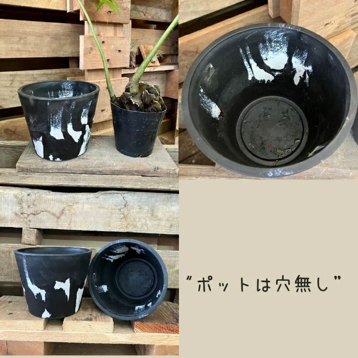 観葉植物現品販売