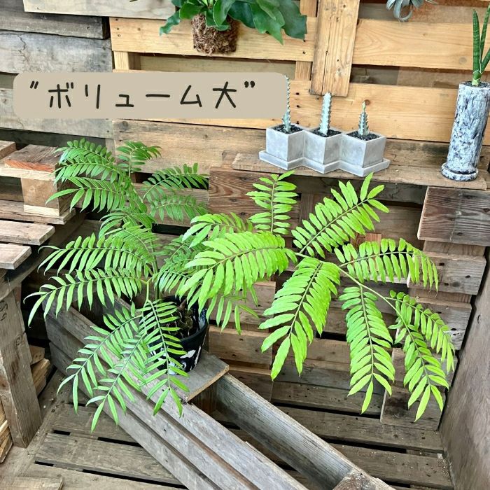 観葉植物現品販売