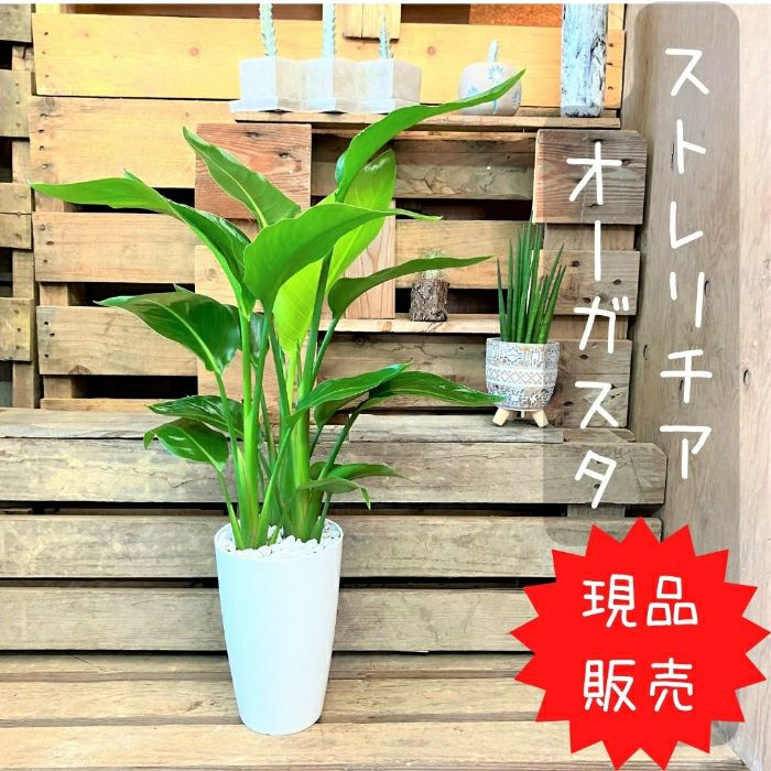 観葉植物現品販売