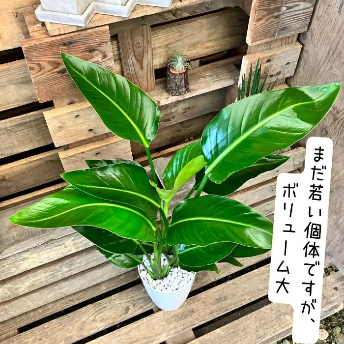 観葉植物現品販売