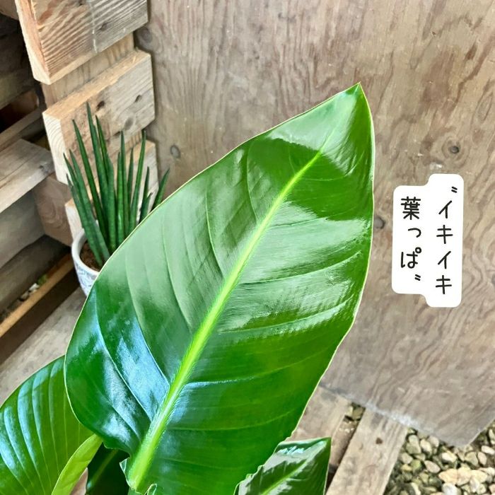 観葉植物現品販売