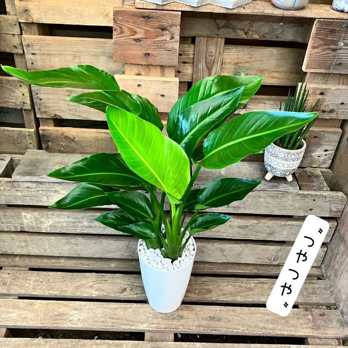 観葉植物現品販売