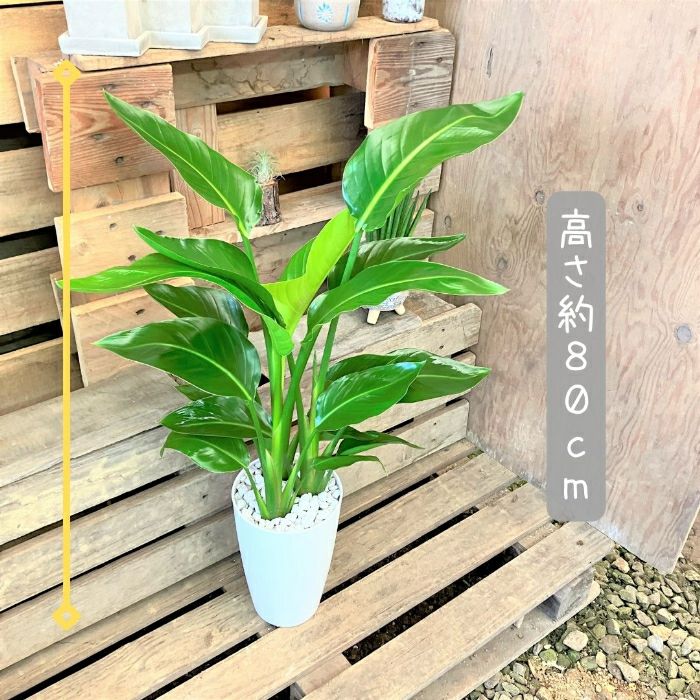 観葉植物現品販売