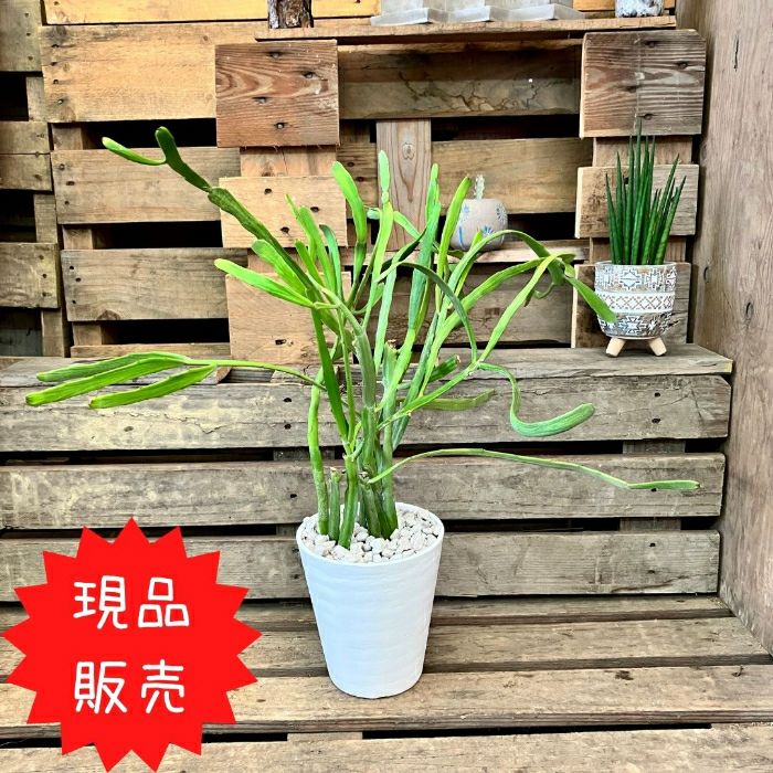観葉植物現品販売