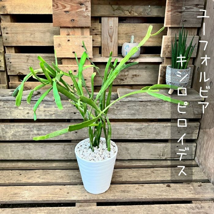 観葉植物現品販売