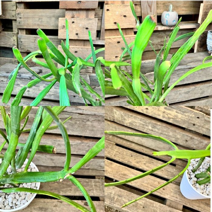 観葉植物現品販売