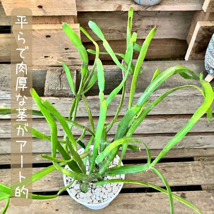 観葉植物現品販売