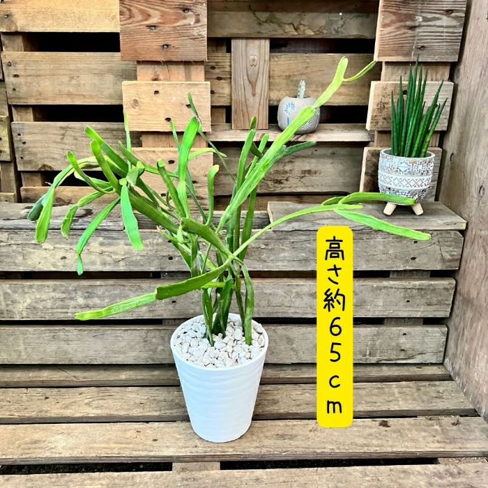 観葉植物現品販売