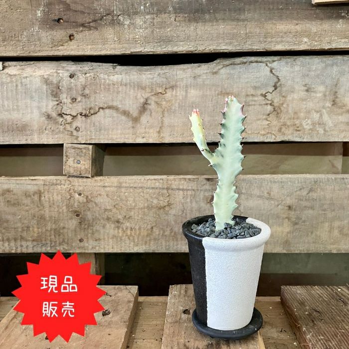 観葉植物現品販売