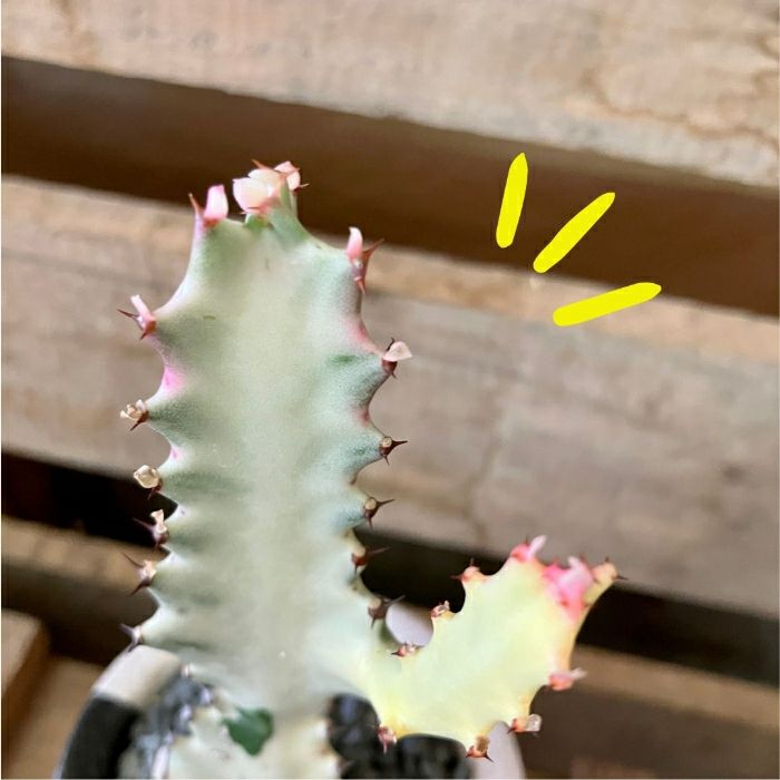 観葉植物現品販売